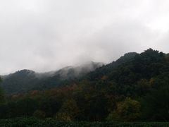 -龙井村
