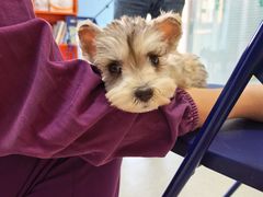 -瑞派福兴宠物医院犬猫全科·骨科·中西医结合(河东店)