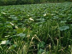 -洛漾舸船宴餐厅(洛漾半岛店)