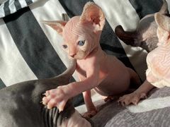 -中农国际动物医院24小时·猫科·骨科·急重症中心
