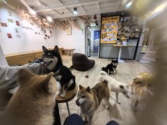 -南京Hallo宠物乐园·哈罗犬舍·柴犬繁育基地