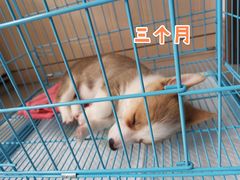 -翊宠yipet猫狗购宠庄园犬舍•猫舍