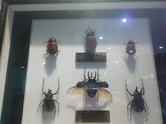 -上海昆虫博物馆