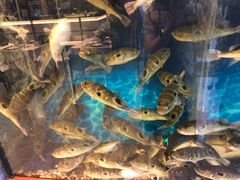 -肆月河豚·新淮扬(金融街店)