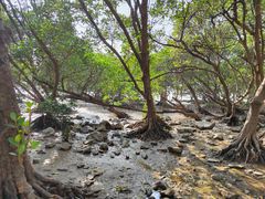 -宝安西湾红树林湿地公园