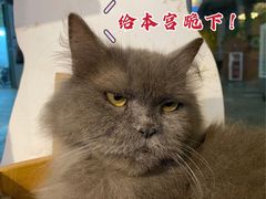 -more than meow吴止猫主题餐厅(承德 中船汇店)