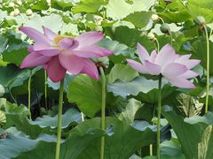 -莲池书院博物馆