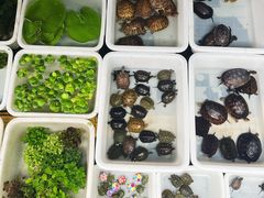 -青石桥花鸟鱼虫市场(叠翠城店)