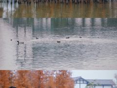 -白鹭湾湿地公园