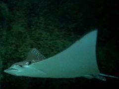 -悉尼海洋生物水族馆