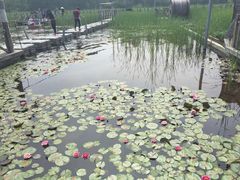 -溱湖国家湿地公园