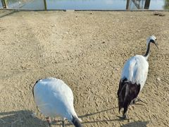 -盐城丹顶鹤湿地生态旅游区