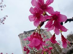 -四海公园(南山区)