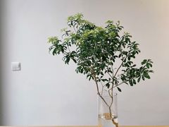 -VOYAGE COFFEE(杨梅竹店)
