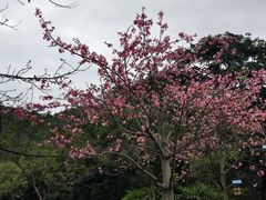 -大屏嶂森林公园