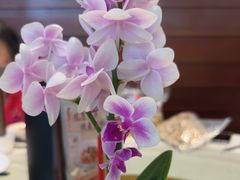 -金河半岛园林酒家(金融城店)