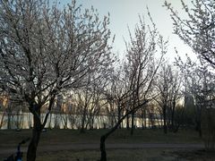 -长白岛森林公园