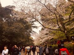 -武汉大学-樱园