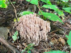 -五营红松林海景区