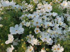 -玫瑰海岸文化旅游度假区