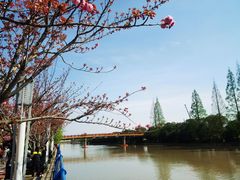 -高东镇樱花园