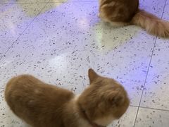 -喵园·猫主题咖啡厅·撸猫·猫咖(国贸店)