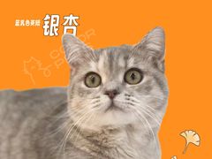 -COLOR PETS 撸猫馆·购猫·猫咖(长风大悦城店)