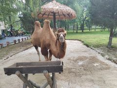 -北京野生动物园