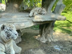 -北京野生动物园