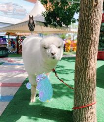 -萌宠亲子动物乐园(槐房万达店)