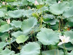 -金银湖国家城市湿地公园