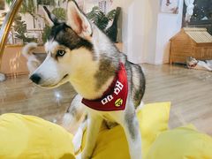 -Husky Go! 哈士奇体验馆·宠物咖啡厅狗咖