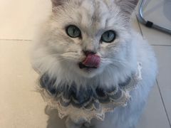 -怪兽屋·羊驼·猫咖·狗咖(俊华广场店)