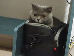 -艾吉宠物医院·疑难杂症转诊中心·猫友好(碧江路院)
