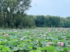 -东郊湿地公园