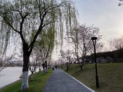 -羊山湖公园
