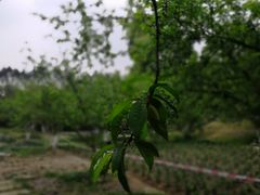 -秀丽东方