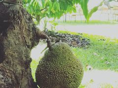 -热带雨林自然公园