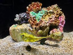 -上海海洋水族馆
