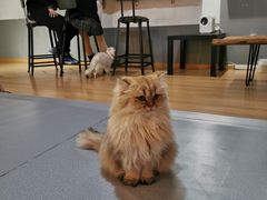 -松果猫咖(桐乡吾悦金街店)