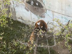 -青藏高原野生动物园