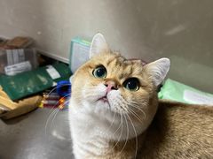 -猫大福·Fortune Cat猫舍(百子湾店)