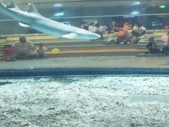 -绍兴梦享海洋公园