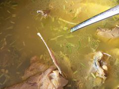 -宜城私房菜.臭鳜鱼(九华新街店)