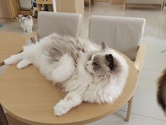 -鼓捣猫呢主题猫咖店
