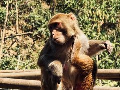 -西双版纳原始森林公园