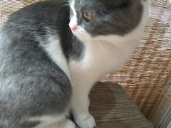 -猫友咖啡店(玉林西路店)
