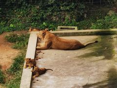 -西霞口神雕山野生动物世界