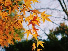 -上海共青森林公园