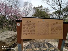 -香雪海